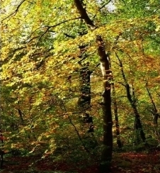 Naujas produktas: Hidroksipropiltetrahidropirano triolis (tirpsta aliejuje)